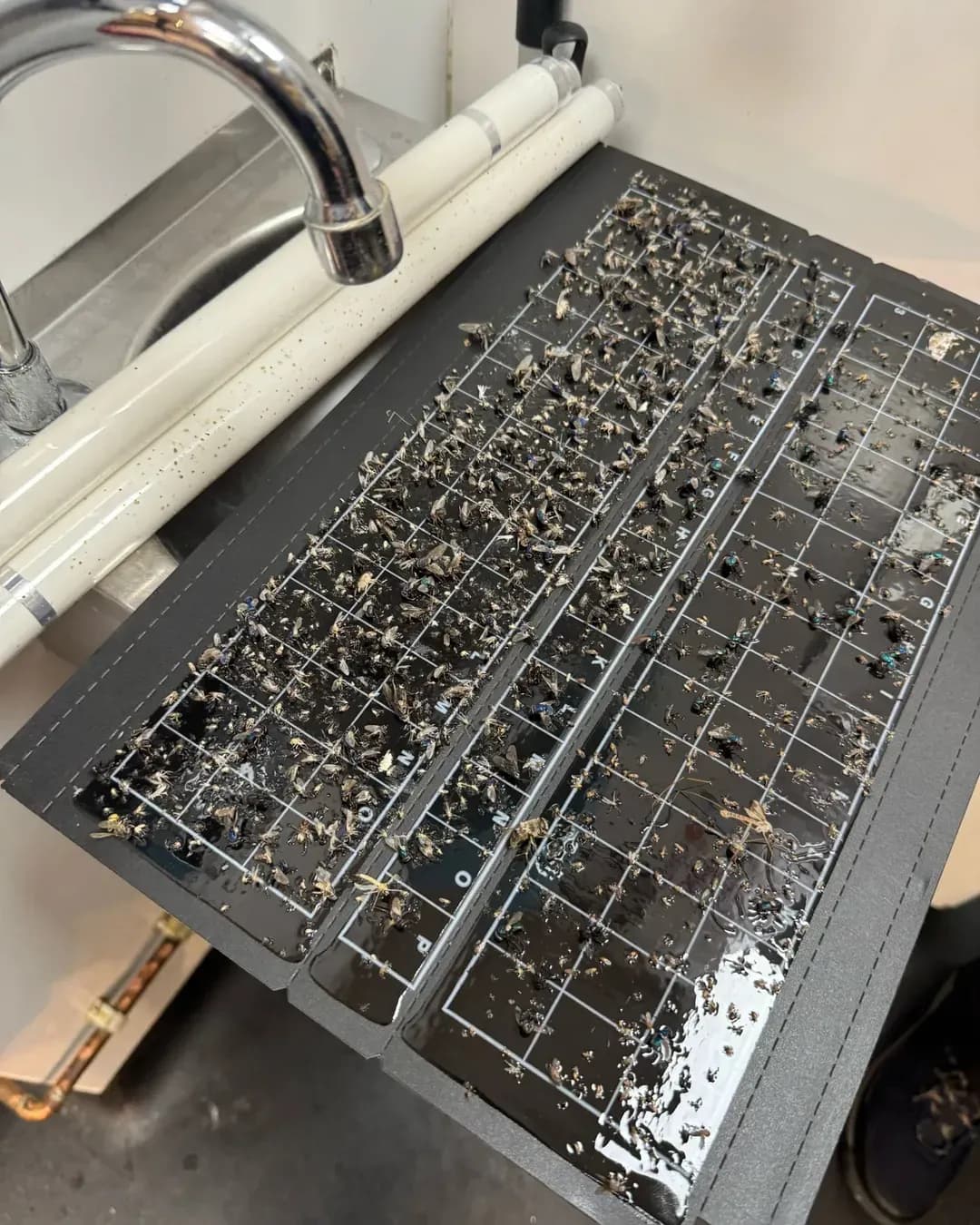 bed-bug-treatment-oj-3