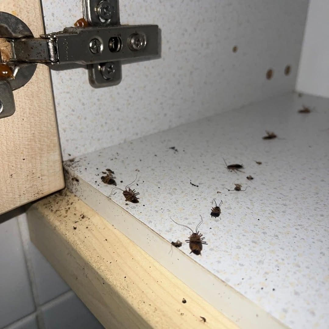 bed-bug-treatment-oj-4