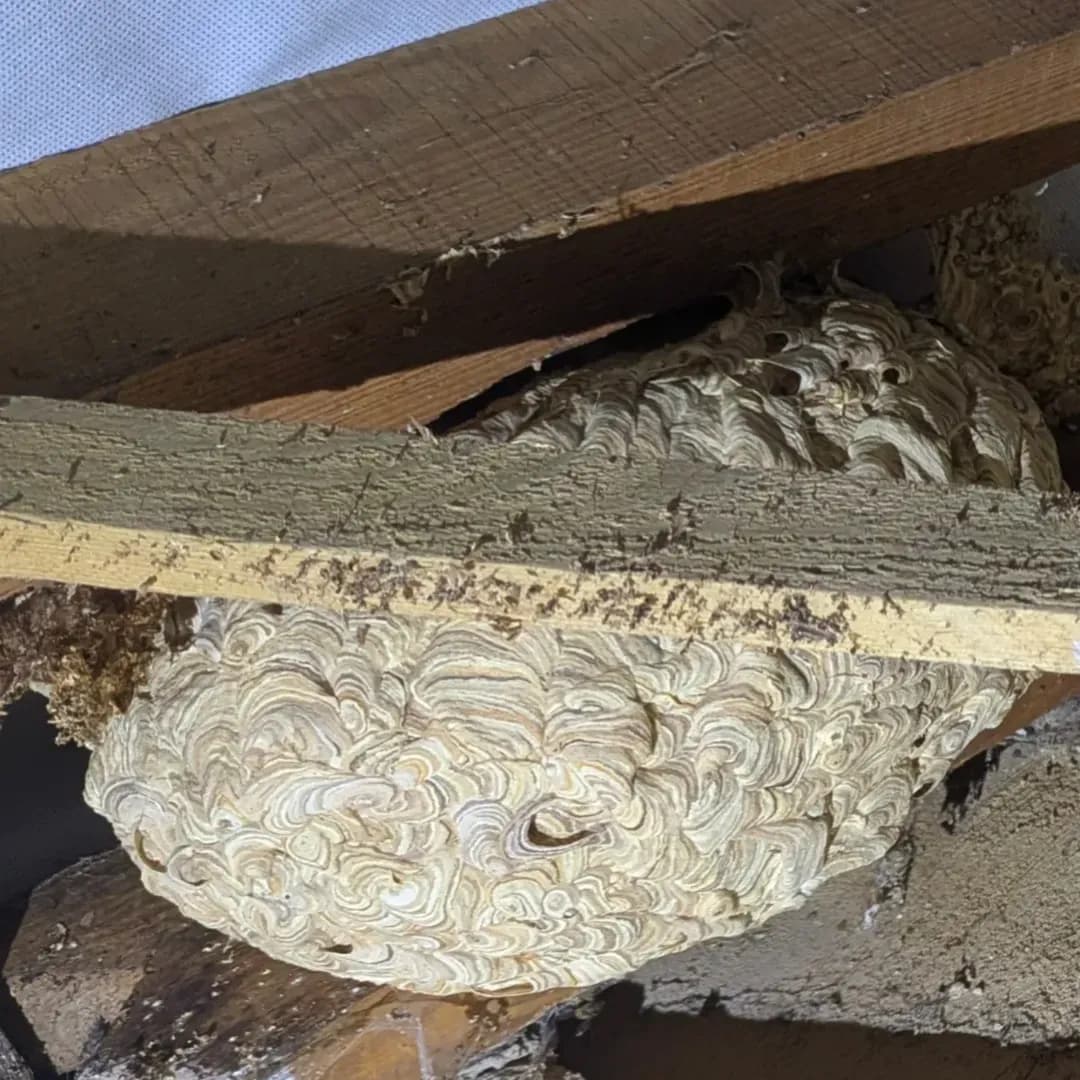Wasp nest removal 1st stage