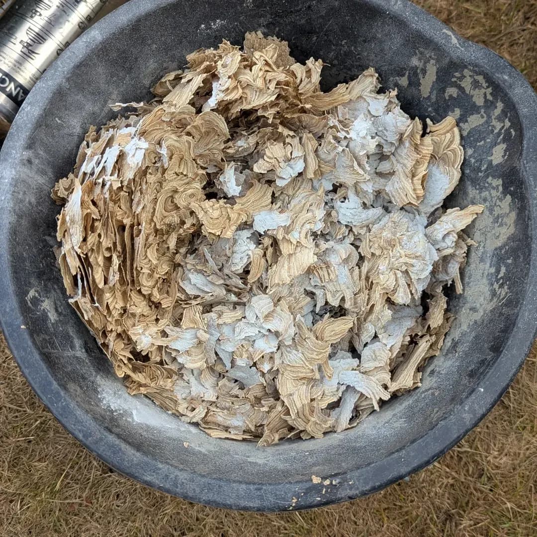 Wasp nest removal 2nd stage