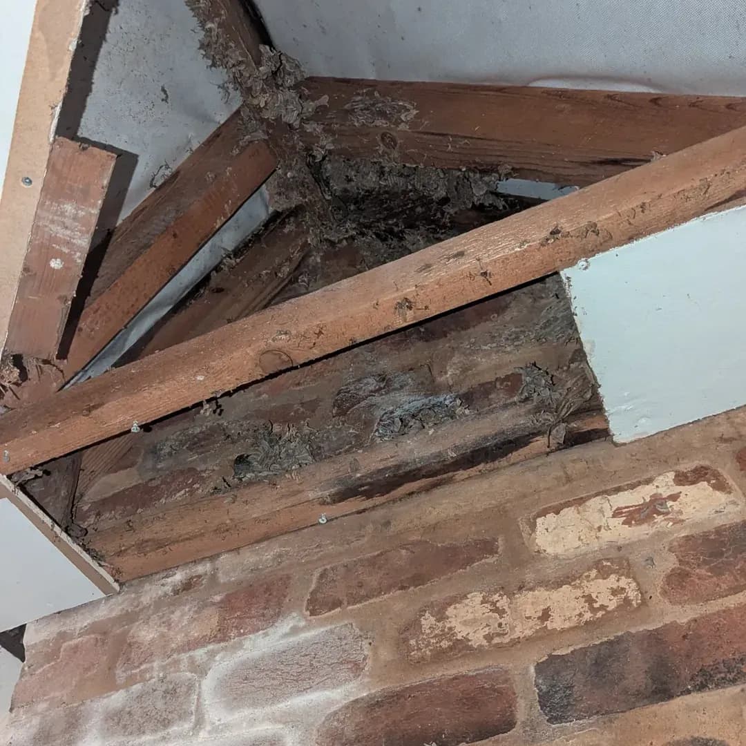 Wasp nest removal 3rd stage