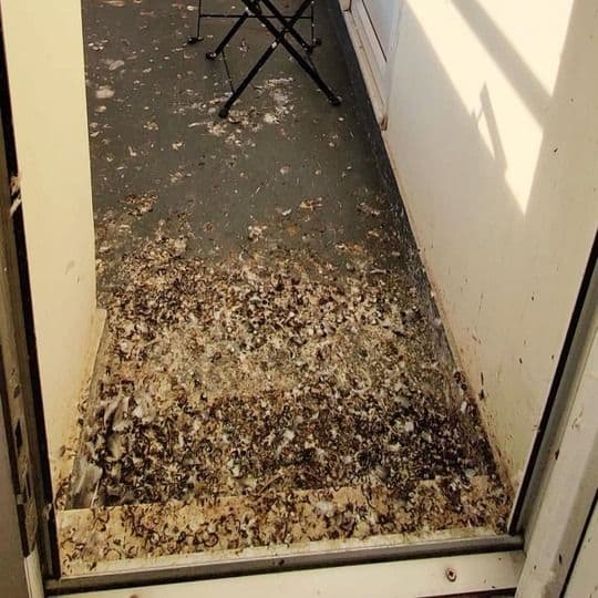 bed-bug-treatment-testimonial-3-before