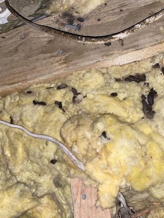 bed-bug-treatment-testimonial-5-before